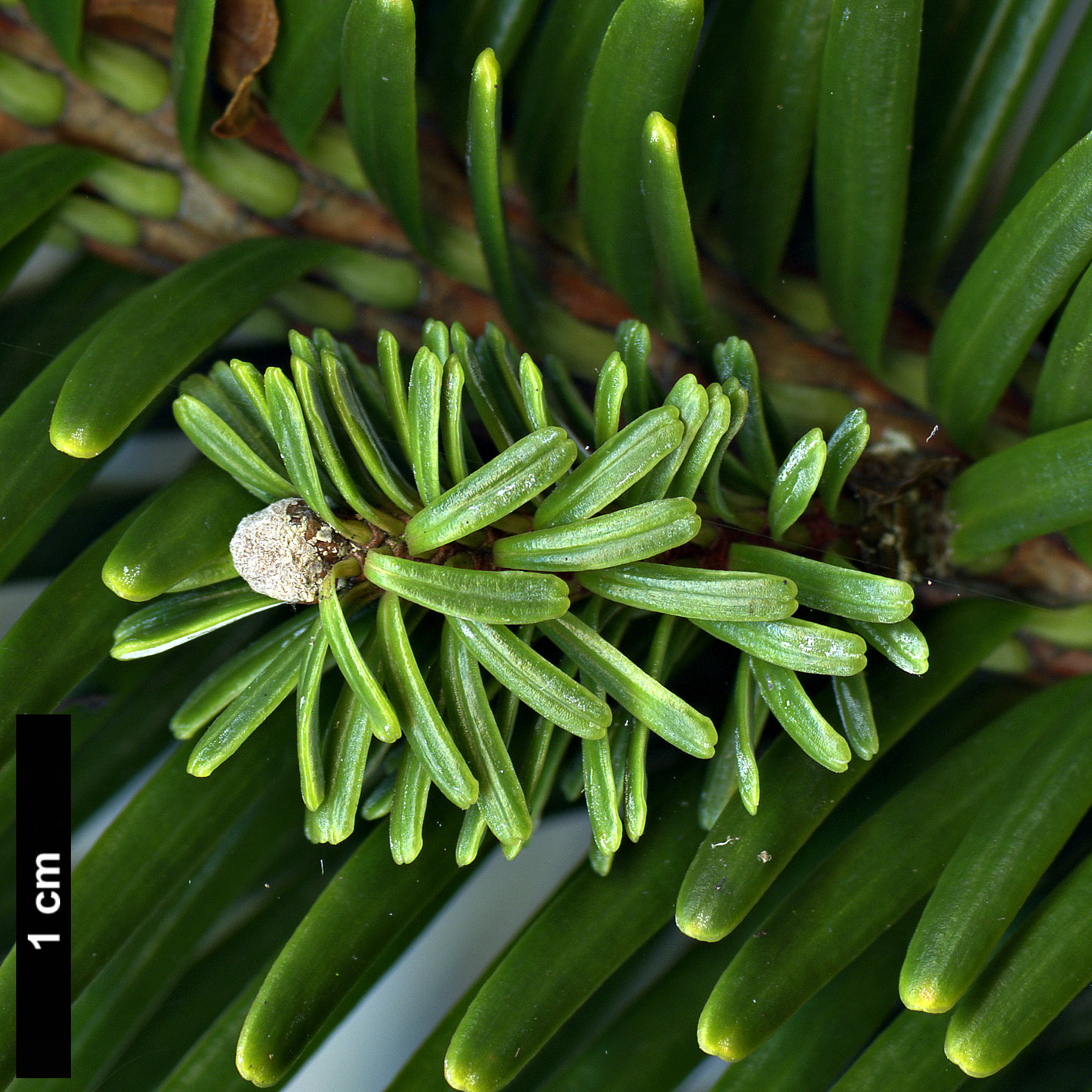 High resolution image: Family: Pinaceae - Genus: Abies - Taxon: forrestii - SpeciesSub: var. forrestii